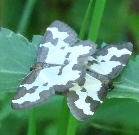 Réf. 208 254 : Lomaspilis marginata